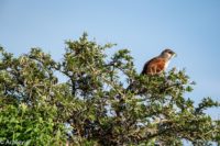 Uganda_Murchison_ParaaNorth-0006