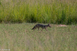 Murchison Falls National Park, Uganda - Travelling Accountant