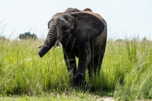 Murchison Falls National Park, Uganda - Travelling Accountant