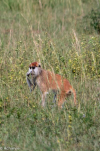 Murchison Falls National Park, Uganda - Travelling Accountant