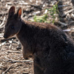 Tasmania_Bruny_Accommodation-0005