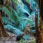 Tasmania_Mt Field NP-0002