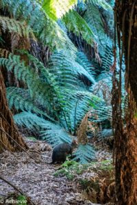 Tasmania_Mt Field NP-0002
