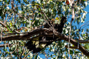 Tasmania_Mt Field NP-0006