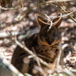 Tasmania_Narawntapu-0001