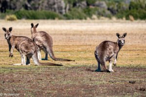 Tasmania, Australia - Travelling Accountant