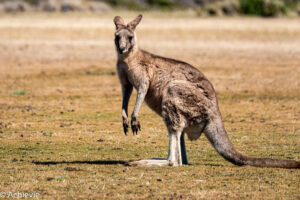 Tasmania, Australia - Travelling Accountant