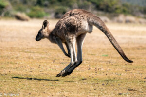 Tasmania, Australia - Travelling Accountant