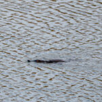 Tasmania_Platypus-0003