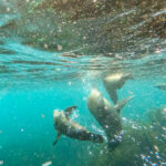 Tasmania_Seals-0010