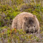 Tasmania_Wombat-0001