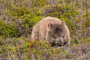 Tasmania, Australia - Wombat Bonanza - Travelling Accountant