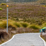 Tasmania_Wombat-0004