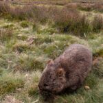 Tasmania_Wombat-0007