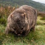 Tasmania_Wombat-0009